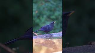 Blue Whistling Thrush Bird