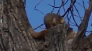 "Sciurus niger" grooming behavior (other)