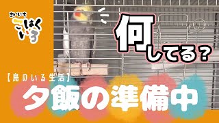 【鳥のいる生活】休日の夕方編 オカメインコこはく