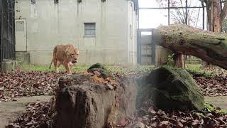 音声悪いです　ご長寿ライオンのマンゴーさん登場　大森山動物園