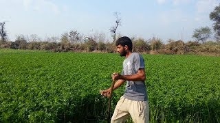 Amazing \u0026 Quick method/trick of animal fodder cutting | Latest Punjabi video 2019