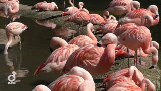 Animals at Jersey Zoo