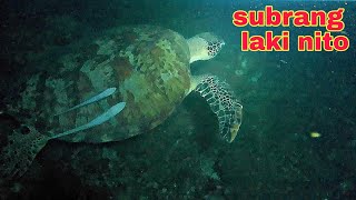 ep419 maliit na bahura malaking pawikan ang nakatira night spearfishing Philippines