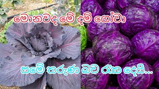 මොනවද මේ දම් ගෝවා...