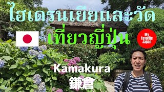 ไฮเดรนเยียและวัด  เที่ยวญี่ปุ่น  鎌倉の寺とあじさい  Hydarangeas and Temples in Kamakura