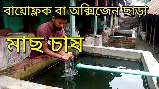 বায়োফ্লক বা অক্সিজেন  ছড়াই বাসায় শিং মাছ চাষ ৩| বাড়ির উঠানে শিং মাছ চাষ |  মাছওয়ালা The Fisherman