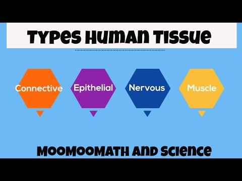 What tissue covers most of the body?