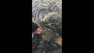 River Crossing in Knoydart (Scottish Highlands) #shorts #running