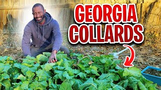 Unlimited Collard Greens Harvesting - Never Run Out Again!