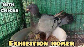 EXHIBITION HOMER PIGEON (Breeding pair with Chicks)