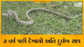 ૭ વર્ષ પછી દેખાયો અતિ દુર્લભ સાપ | A very rare snake appeared after \u0026 7 years | Forsten Cat Snake