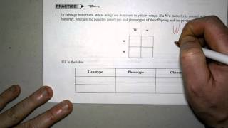 More Punnett Square Practice Problems