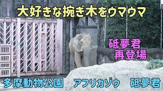 多摩動物公園　大好きな摸擬木をウマウマ　砥夢君再登場　砥夢君　アフリカゾウ