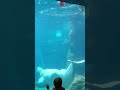 Belugas Play #explore #beautiful #atlanta #aquarium #shorts #beluga