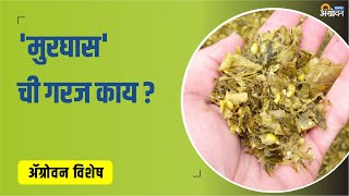 आता जनावरांना वर्षभर द्या, हिरवा चारा | मुरघास  | Silage | ॲग्रोवन