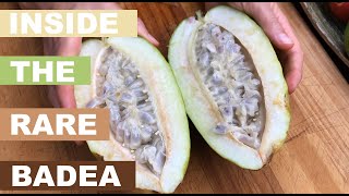 Inside Fierce Fruit | Badea