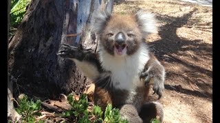 Koala Gets Kicked Out Of Tree and Cries!