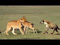 Strange! The Mother Lion Who Lost Her Cub Stole Baby Antelope To Raise And Protect It From Predators