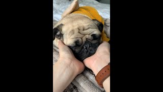 ASMR - Face and body massage, pug snoring, petting and scratching with hands