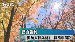 鋒面報到　奧萬大楓葉轉紅　賞楓季開跑