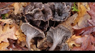 Craterellus cinereus  -  Rebozuelo ceniciento