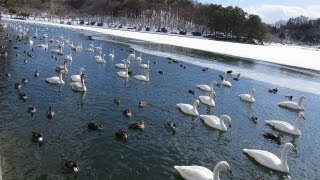 白鳥さんとその仲間達～高松の池（盛岡市）