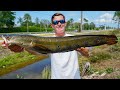 INVASIVE Catch in ROADSIDE Canal...Catch Clean Cook (Bullseye Snakehead)