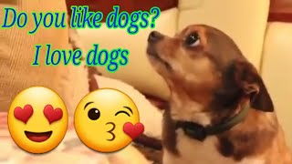 dogs crying dogs so cute  گریه کردن سگها اشک ریختن سگها