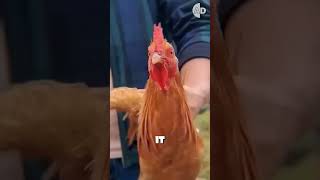 A Chicken’s Head Works Better Than a Camera Stabilizer!