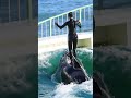 世界一のスカイロケット ララ最高♥ shorts 鴨川シーワールド シャチ kamogawaseaworld orca killerwhale