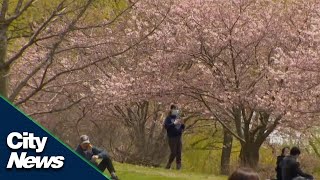 Help save Toronto's cherry blossom trees