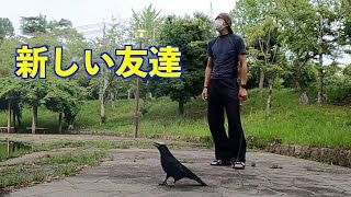 またまた本職さんに惚れられたカラスのリキ