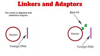 Linkers and Adaptors