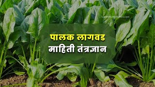 पालक लागवड माहिती तंत्रज्ञान सविस्तर माहिती बघा | Spinach Cultivation Information | कृषी महाराष्ट्र