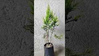 Juniper Plant Chinensis juniper plant suitable for Bonsai Sapling Plant.