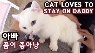 아빠 품이 좋은 고양이 꼬부기 CAT LOVES STAYING on DADDY