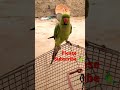 #birds #parrot #video #birds #parrot #talking    #parrot #talking #amazing #parrot #video #talking