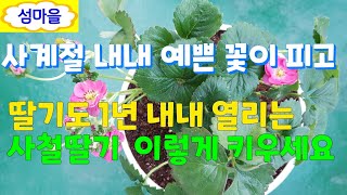 예쁜 딸기꽃이 1년 내내 피고 .딸기도 1년 내내 열리는 사철딸기 🍓🍓🍓.                👉이렇게 키우세요