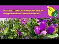 Petite Butterflies Sweet Pea Shrub | Polygala fruticosa 'Petite Butterflies'