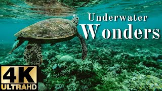 Nature Relaxation  ™ 4K   Underwater Wonders     Relaxing Music