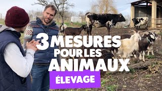 Bien-être animal : trois mesures pour les animaux à la ferme