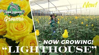 JFTV: JF Flower Growers - Now Growing, New Yellow Rose \