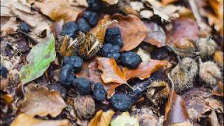 Ein Spaziergang im Nationalpark | StadtNatur | 2019