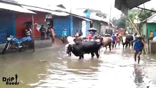 কামারের চর বাজার ||kamarer Char Bazar|| Sherpur|| ||Ri Shourov