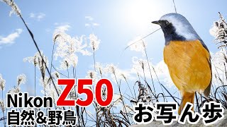 【自然＆野鳥】お写ん歩　Nikon Z50とNIKKOR Z DX 50-250mm f/4.5-6.3 VRでリフレクションいっぱいの昭和記念公園を撮影してきた