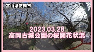 【🌸散策物語】高岡古城公園 2023.03.28の🌸ソメイヨシノ開花状況　八分咲き？　HDR