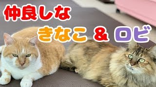 仲良しなきなこ＆ロビ 動物専門学校 トリマー 動物看護師 アクアリウム 動物のお仕事