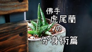 佛手虎尾蘭剁手剁腳頭剁鳥鳥之後的人生 @txt