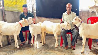 White barbari goat jodi at Kanpur | Bakra Eid 2023 | Kurbani goats | Panda Boys Entertainment | UP