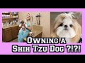 Owning a Shih Tzu Dog? | Cuteness Overload